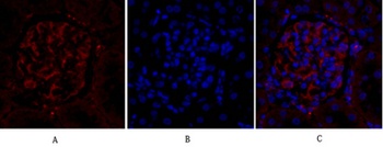 PPAR-gamma antibody