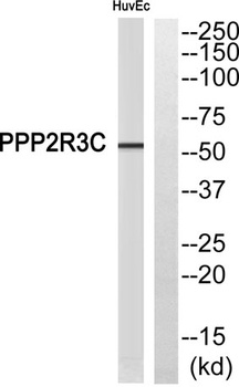 PPP2R3C antibody