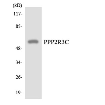 PPP2R3C rabbit pAb