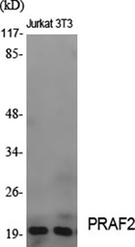 PRAF2 rabbit pAb Antibody