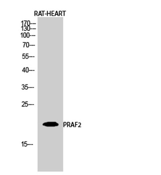 PRAF2 antibody