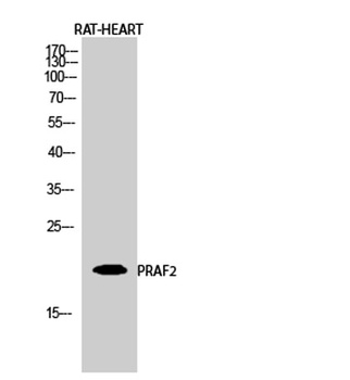 PRAF2 rabbit pAb Antibody