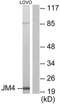PRAF2 rabbit pAb Antibody