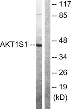 PRAS40 antibody