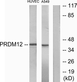 PRDM12 rabbit pAb
