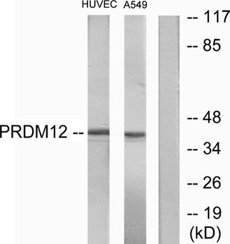 PRDM12 antibody