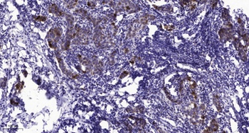 PRDM12 rabbit pAb
