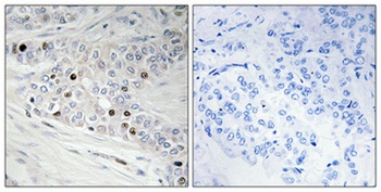 PREP-2 rabbit pAb