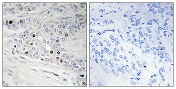 PREP-2 antibody