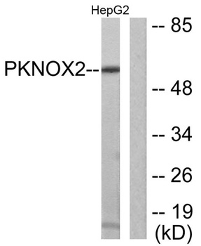 PREP-2 rabbit pAb