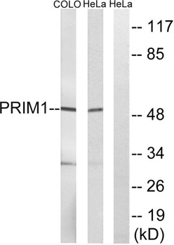 PRIM1 rabbit pAb