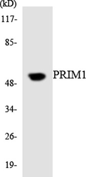 PRIM1 rabbit pAb