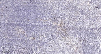 PRIM1 antibody