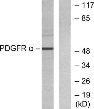 PRPH antibody