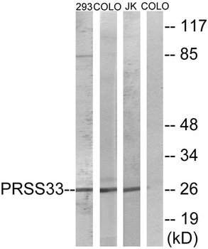 PRSS33 antibody