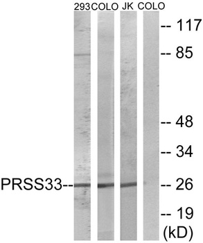 PRSS33 rabbit pAb