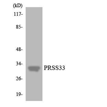 PRSS33 rabbit pAb