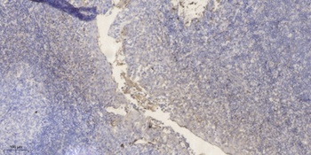 PRSS33 rabbit pAb