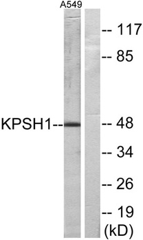 PSK-H1 antibody