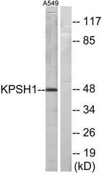 PSK-H1 rabbit pAb