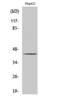 PSMC6 antibody