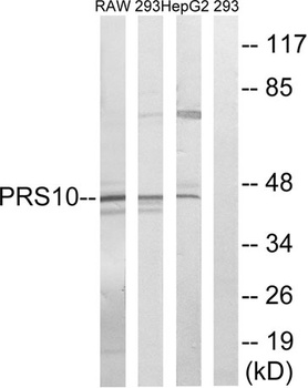 PSMC6 rabbit pAb