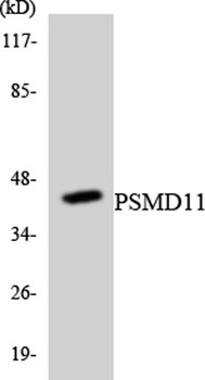 PSMD11 antibody