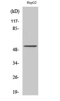 PSMD12 antibody