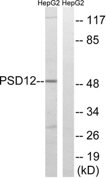 PSMD12 rabbit pAb