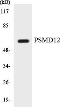 PSMD12 antibody