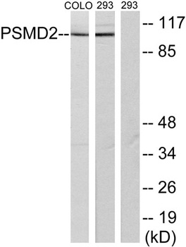 PSMD2 antibody