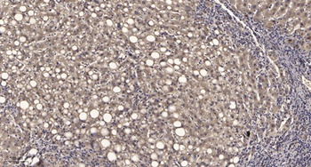 PTH rabbit pAb Antibody