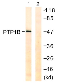 PTP1B rabbit pAb