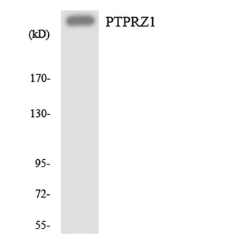 PTPζ rabbit pAb