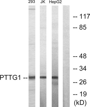 PTTG1/2/3 antibody