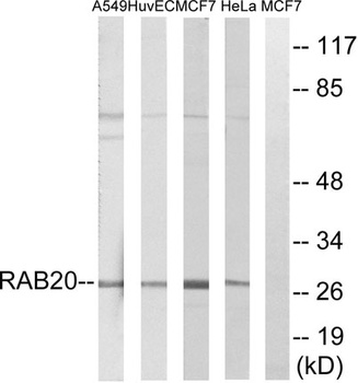 Rab 20 rabbit pAb
