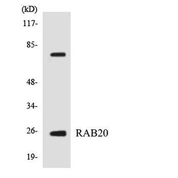 Rab 20 rabbit pAb