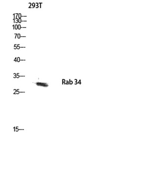 Rab 34 antibody