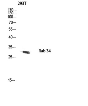 Rab 34 rabbit pAb