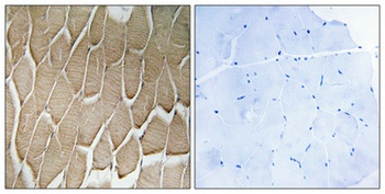 Rab 34 antibody