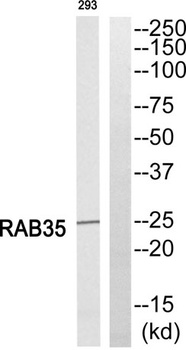 Rab 35 rabbit pAb
