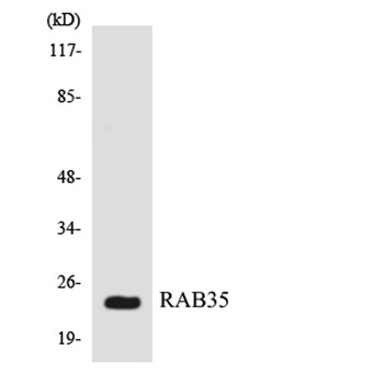 Rab 35 rabbit pAb
