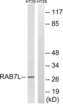 Rab 7L1 antibody