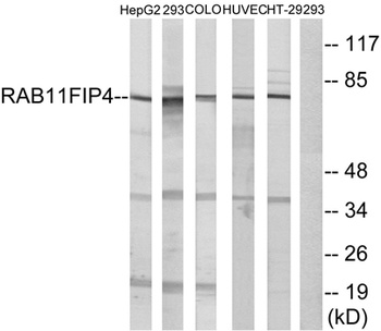 Rab11-FIP4 rabbit pAb
