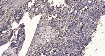 Rab11-FIP4 rabbit pAb