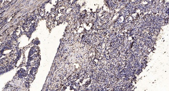 Rab11-FIP4 antibody