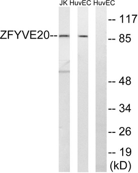 Rabenosyn-5 rabbit pAb