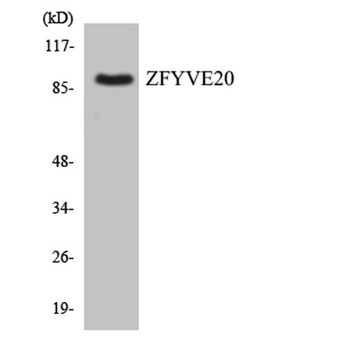 Rabenosyn-5 antibody