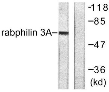 Rabphilin-3A rabbit pAb