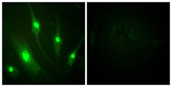 Rac GAP1 antibody